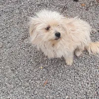 سگ پاکوتاه|سگ|مشگین شهر, |دیوار