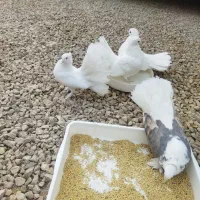 دم چتری|پرنده|ایزدخواست, |دیوار