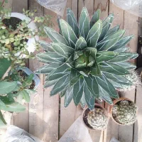 کاکتوس آگاو ویکتوریا مینیاتور|گل و گیاه طبیعی|تهران, ایوانک|دیوار