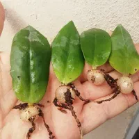 فروش و مشاوره گل و گیاه آپارتمانی