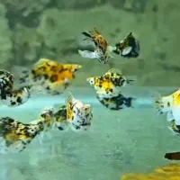 ماهی گوپی کوی بالن،مولی بالن، پلاتی بالن|ماهی|تهران, شهرک شریعتی|دیوار