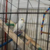 مرغ عشق اصل انگلیسی|پرنده|تهران, سازمان برنامه جنوبی|دیوار