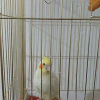 عروس هلندی|پرنده|شوشتر, |دیوار