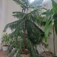دو عدد کاج مطبق و یک عدد سوسن عنکبوتی|گل و گیاه طبیعی|فلاورجان, |دیوار