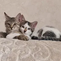 واگذاری گربه dsh