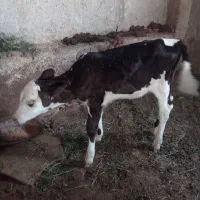 گوساله هلشتاین ماده