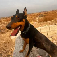 جهت کشش|سگ|کرج, حسین آباد (اکبر آباد)|دیوار