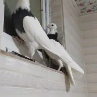 کبوتر طوقی|پرنده|شاهین‌شهر, گزبرخوار|دیوار