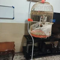 یک عدد عروس هلندی|پرنده|مشهد, شهید قربانی|دیوار