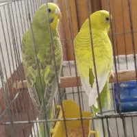 فروش مرغ عشق هلندی