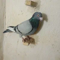 پلنگ سبز نر و ماده