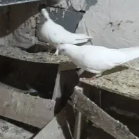 یه جفت کفتر نر و ماده|پرنده|کبودرآهنگ, |دیوار