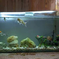 ماهی کوی باله بلد