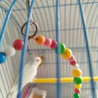 مرغ عشق همراه قفس|پرنده|تبریز, |دیوار