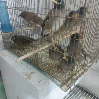 جوجه مینارسید