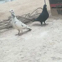 کفتر دوتا نر پریده روهم دونه ای200