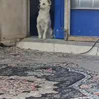 معاوضه باطوطی