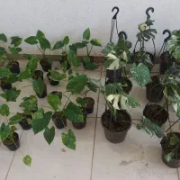 فروش بابا آدم ابلق و مانسترای ابلق|گل و گیاه طبیعی|تهران, آهنگ|دیوار