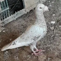 سرور