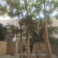 خانه حیاط دار دو طبقه مستقل نوسازی شده سیاحتگر|فروش خانه و ویلا|شیراز, آبیاری|دیوار