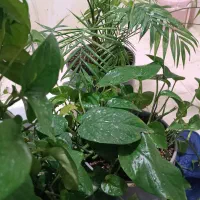 فروش گل طبیعی