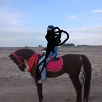 اسب نریون