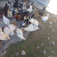 مرغ و خروس گلین لری