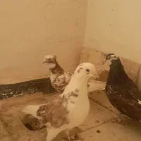 کفتر کله الماسی کینگ سایز|پرنده|فردیس, شهرک ناز|دیوار