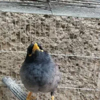 مینا سخنگو|پرنده|قم, علی آباد سعدگان|دیوار