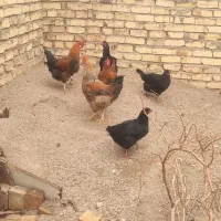 مرغ و خروس|حیوانات مزرعه|قزوین, |دیوار