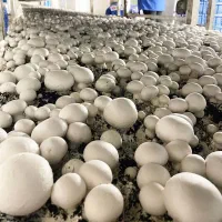 پرورش قارچ دکمه ای در سالن/پرورش قارچ/سالن قارچ