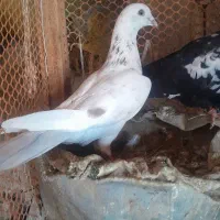 کبوتر فروشی|پرنده|شاهرود, |دیوار