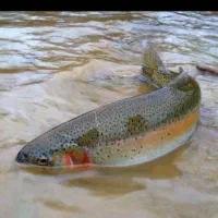 کارگر جهت کار در شیلات