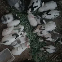 خرگوش