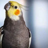 جوجه عروس های زیبا ۲ماهه