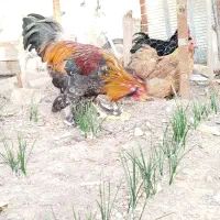 خروس تزئینی.