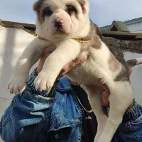 فروش سگ الابای نگهبان تضمین اصالت