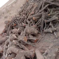 خرید و فروش انواع چوب.