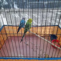 یک جفت مرغ عشق|پرنده|شیراز, تندگویان|دیوار