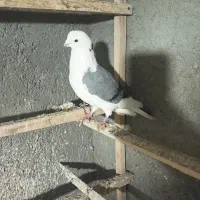 گلولای|حیوانات|ابهر, |دیوار