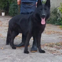 سگ های نژاددار ژرمن بلک وشپرد|سگ|سنگر, |دیوار