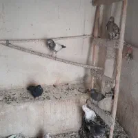 کبوتر|پرنده|شاهین دژ, |دیوار