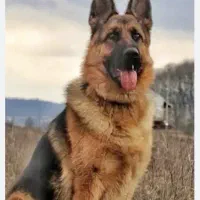 سگ ژرمن شیپرد|سگ|تهران, اختیاریه|دیوار