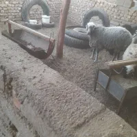 بره ی نر و ماده|حیوانات مزرعه|رفسنجان, |دیوار