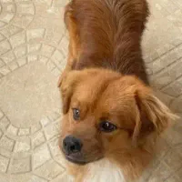 سگ پا کوتاه|سگ|مرند, |دیوار