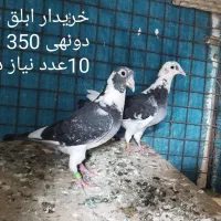 ابلق نر