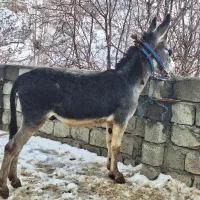الاغ نر|حیوانات مزرعه|سروآباد, |دیوار