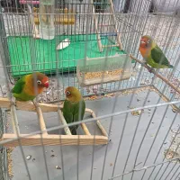 طوطی کوتوله برزیلی