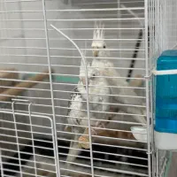 عروس هلندی البینیو وایت فیس نر ماده