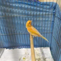 قناری نر سرخ شلو قرص خون